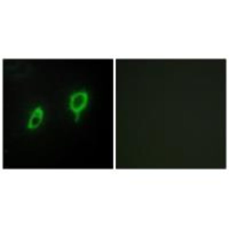 Immunofluorescence - 14-3-3 γ Antibody from Signalway Antibody (34147) - Antibodies.com