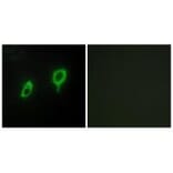 Immunofluorescence - 14-3-3 γ Antibody from Signalway Antibody (34147) - Antibodies.com