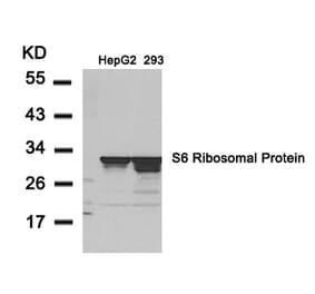 Western blot - S6 Ribosomal Protein (Ab-235) Antibody from Signalway Antibody (21225) - Antibodies.com