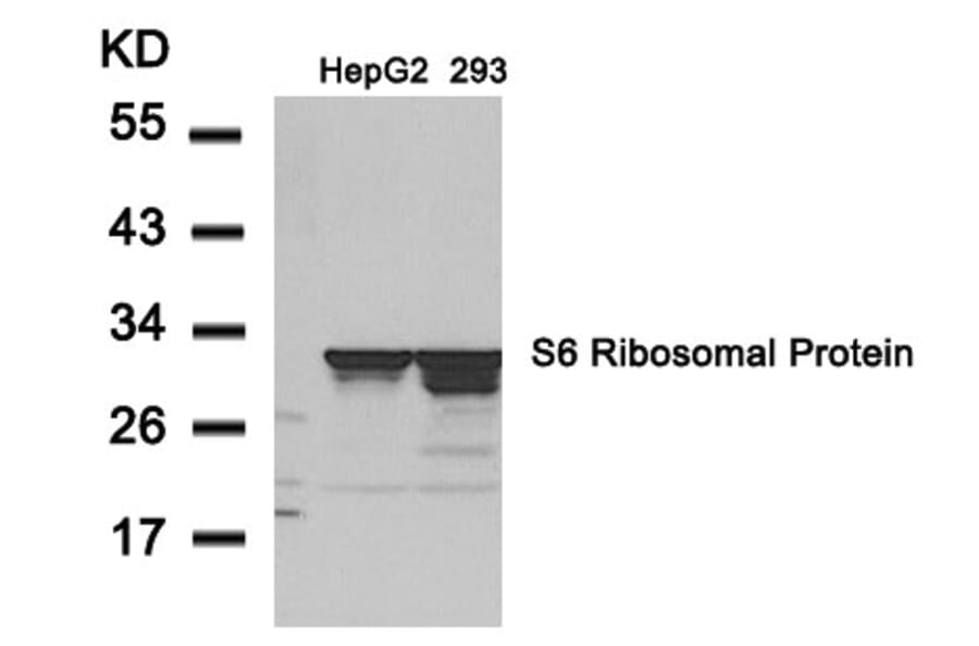 Western blot - S6 Ribosomal Protein (Ab-235) Antibody from Signalway Antibody (21225) - Antibodies.com