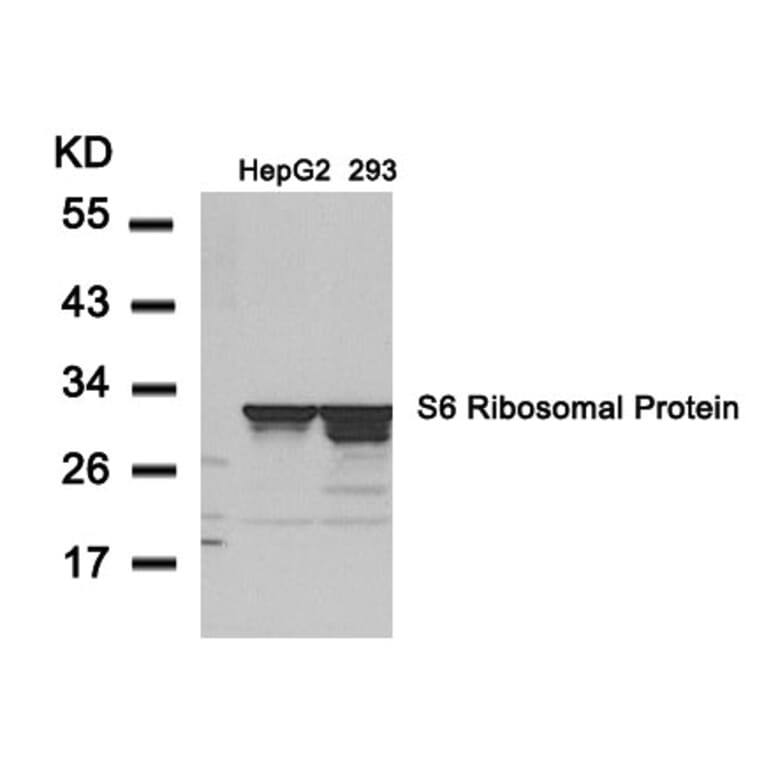 Western blot - S6 Ribosomal Protein (Ab-235) Antibody from Signalway Antibody (21225) - Antibodies.com