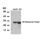 Western blot - S6 Ribosomal Protein (Ab-235) Antibody from Signalway Antibody (21225) - Antibodies.com