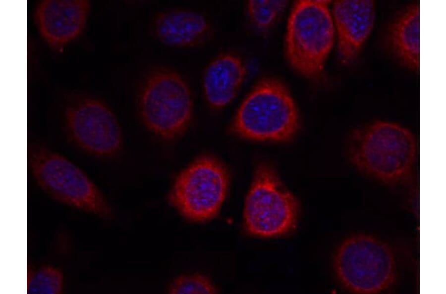 Immunofluorescence - S6 Ribosomal Protein (Ab-235) Antibody from Signalway Antibody (21225) - Antibodies.com