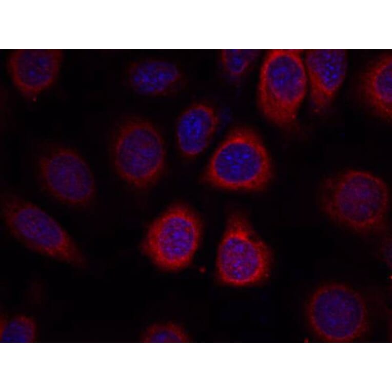 Immunofluorescence - S6 Ribosomal Protein (Ab-235) Antibody from Signalway Antibody (21225) - Antibodies.com