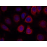 Immunofluorescence - S6 Ribosomal Protein (Ab-235) Antibody from Signalway Antibody (21225) - Antibodies.com