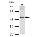 Homeobox-containing protein 1 antibody from Signalway Antibody (22616) - Antibodies.com