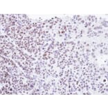 Immunohistochemistry - Homeobox-containing protein 1 antibody from Signalway Antibody (22616) - Antibodies.com