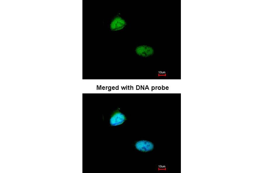 Immunofluorescence - Homeobox-containing protein 1 antibody from Signalway Antibody (22616) - Antibodies.com