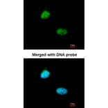 Immunofluorescence - Homeobox-containing protein 1 antibody from Signalway Antibody (22616) - Antibodies.com