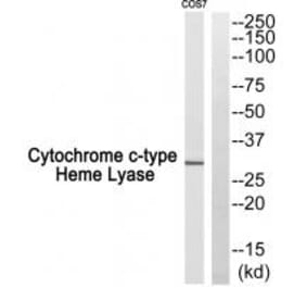 Western blot - Cytochrome c-type Heme Lyase Antibody from Signalway Antibody (34186) - Antibodies.com