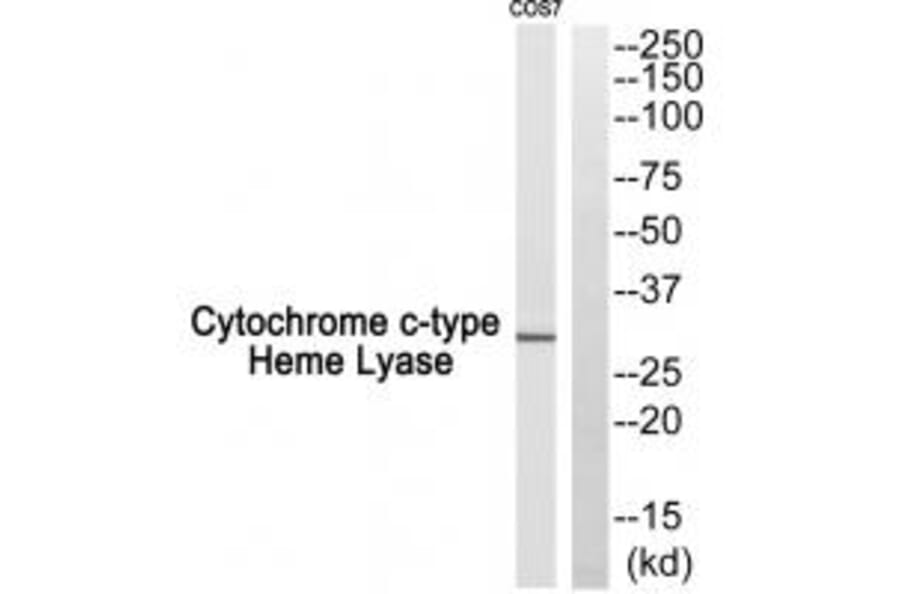 Western blot - Cytochrome c-type Heme Lyase Antibody from Signalway Antibody (34186) - Antibodies.com