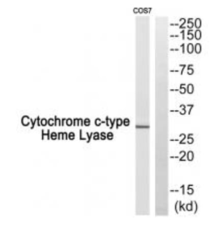 Western blot - Cytochrome c-type Heme Lyase Antibody from Signalway Antibody (34186) - Antibodies.com