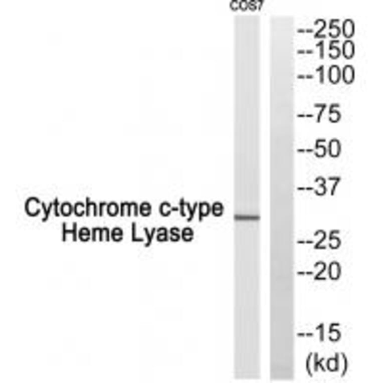 Western blot - Cytochrome c-type Heme Lyase Antibody from Signalway Antibody (34186) - Antibodies.com