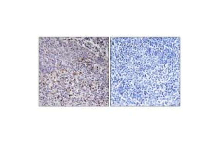 Immunohistochemistry - Cytochrome c-type Heme Lyase Antibody from Signalway Antibody (34186) - Antibodies.com