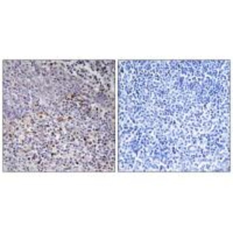 Immunohistochemistry - Cytochrome c-type Heme Lyase Antibody from Signalway Antibody (34186) - Antibodies.com