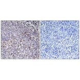 Immunohistochemistry - Cytochrome c-type Heme Lyase Antibody from Signalway Antibody (34186) - Antibodies.com