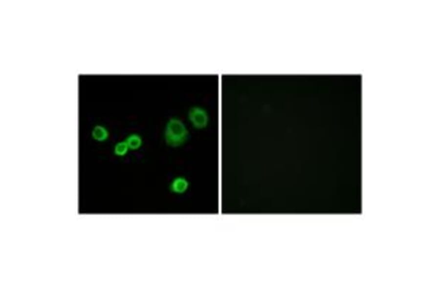 Immunofluorescence - Cytochrome c-type Heme Lyase Antibody from Signalway Antibody (34186) - Antibodies.com