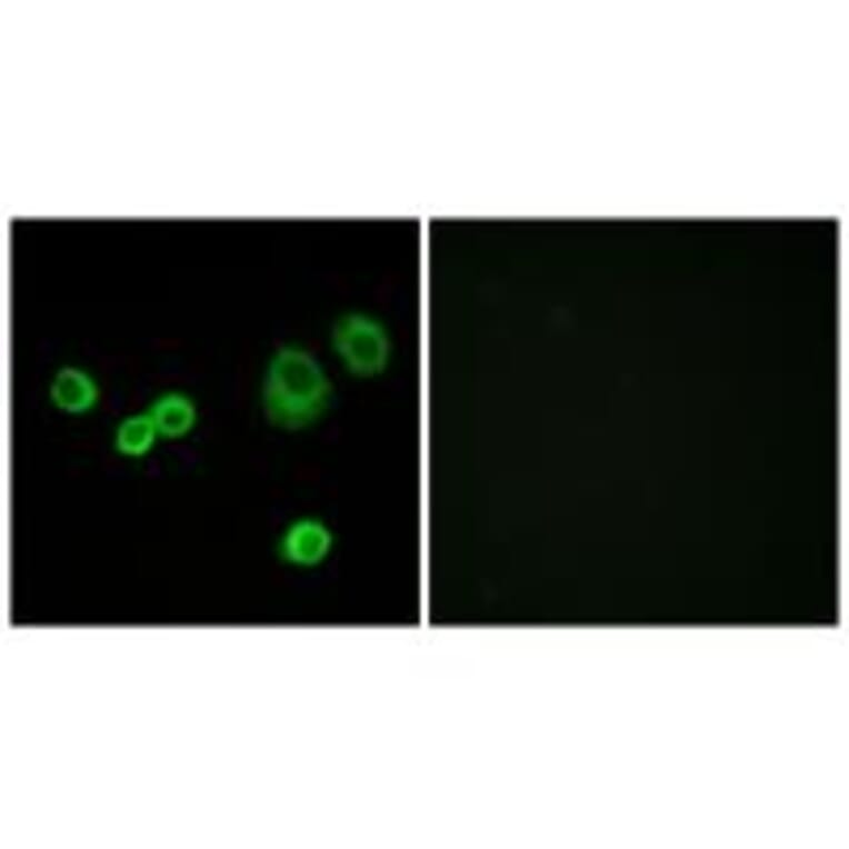 Immunofluorescence - Cytochrome c-type Heme Lyase Antibody from Signalway Antibody (34186) - Antibodies.com