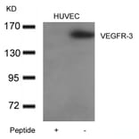 Western blot - VEGFR3 Antibody from Signalway Antibody (21410) - Antibodies.com