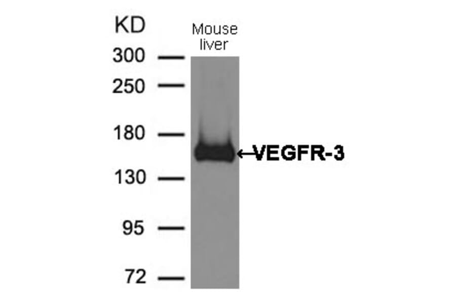 Western blot - VEGFR3 Antibody from Signalway Antibody (21410) - Antibodies.com