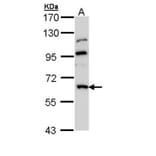 GnT-III antibody from Signalway Antibody (22062) - Antibodies.com