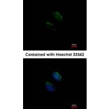 Immunofluorescence - GnT-III antibody from Signalway Antibody (22062) - Antibodies.com