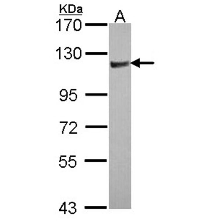 Rho GAP4 antibody from Signalway Antibody (22189) - Antibodies.com