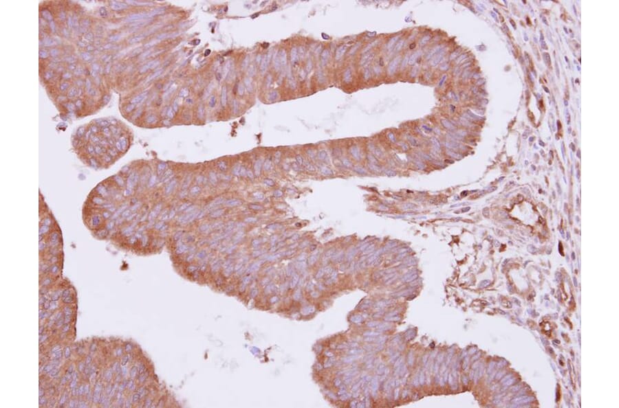 Immunohistochemistry - Rho GAP4 antibody from Signalway Antibody (22189) - Antibodies.com