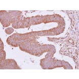 Immunohistochemistry - Rho GAP4 antibody from Signalway Antibody (22189) - Antibodies.com