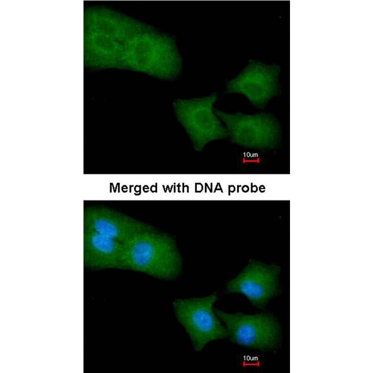 Immunofluorescence - Rho GAP4 antibody from Signalway Antibody (22189) - Antibodies.com