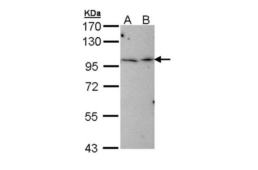 MGC16169 antibody from Signalway Antibody (22274) - Antibodies.com
