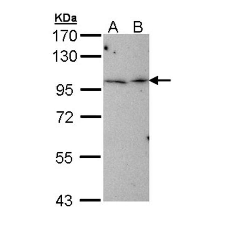 MGC16169 antibody from Signalway Antibody (22274) - Antibodies.com