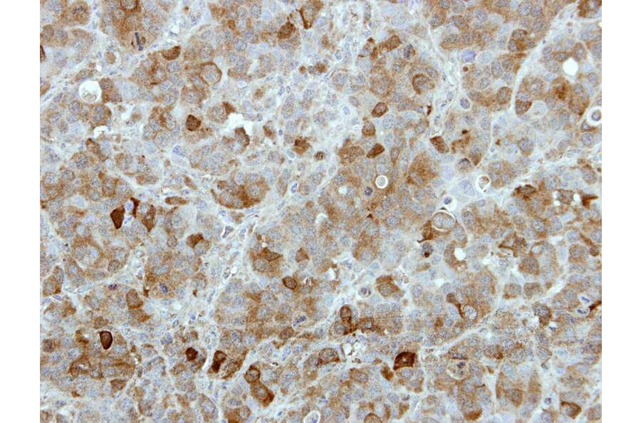 Immunohistochemistry - MGC16169 antibody from Signalway Antibody (22274) - Antibodies.com