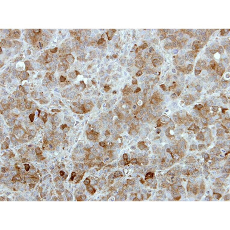 Immunohistochemistry - MGC16169 antibody from Signalway Antibody (22274) - Antibodies.com