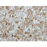 Immunohistochemistry - MGC16169 antibody from Signalway Antibody (22274) - Antibodies.com