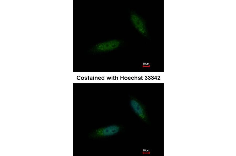 Immunofluorescence - MGC16169 antibody from Signalway Antibody (22274) - Antibodies.com