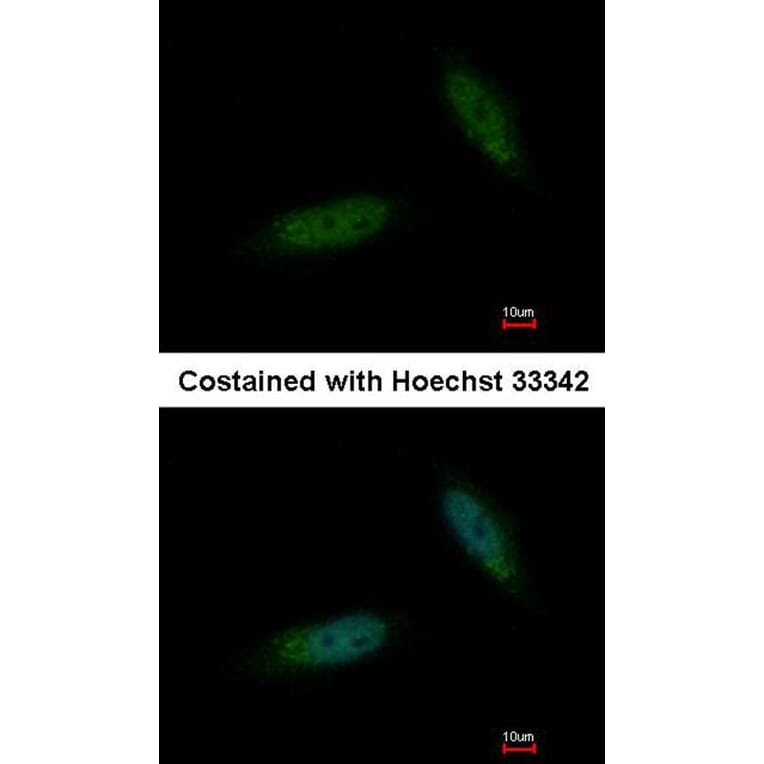 Immunofluorescence - MGC16169 antibody from Signalway Antibody (22274) - Antibodies.com