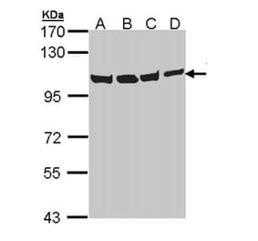 VCP (p97) antibody from Signalway Antibody (22687) - Antibodies.com