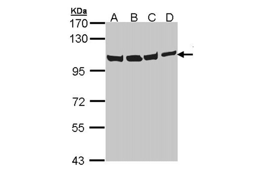 VCP (p97) antibody from Signalway Antibody (22687) - Antibodies.com