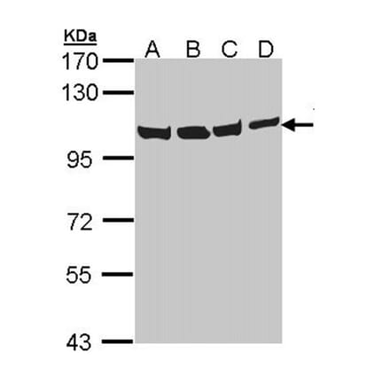 VCP (p97) antibody from Signalway Antibody (22687) - Antibodies.com