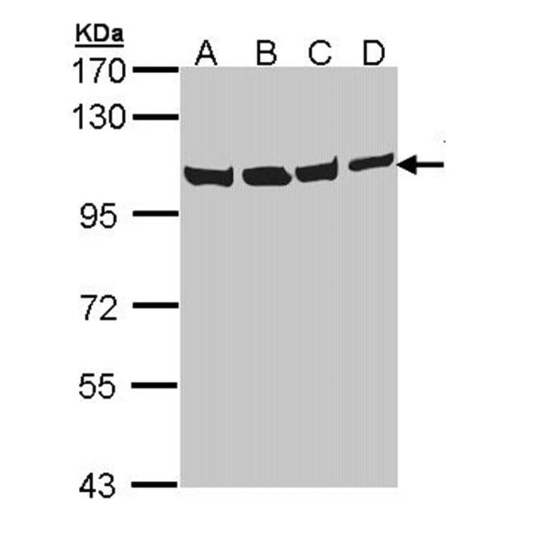 VCP (p97) antibody from Signalway Antibody (22687) - Antibodies.com