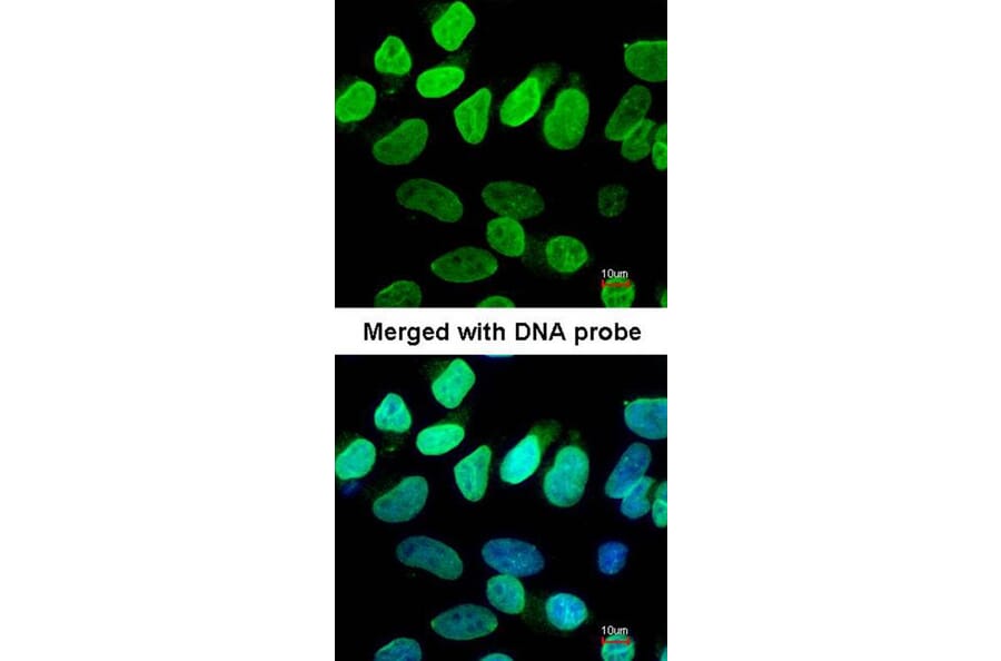 Immunofluorescence - VCP (p97) antibody from Signalway Antibody (22687) - Antibodies.com