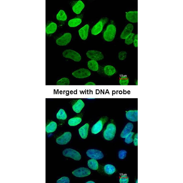 Immunofluorescence - VCP (p97) antibody from Signalway Antibody (22687) - Antibodies.com