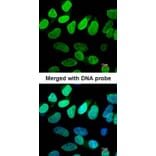 Immunofluorescence - VCP (p97) antibody from Signalway Antibody (22687) - Antibodies.com