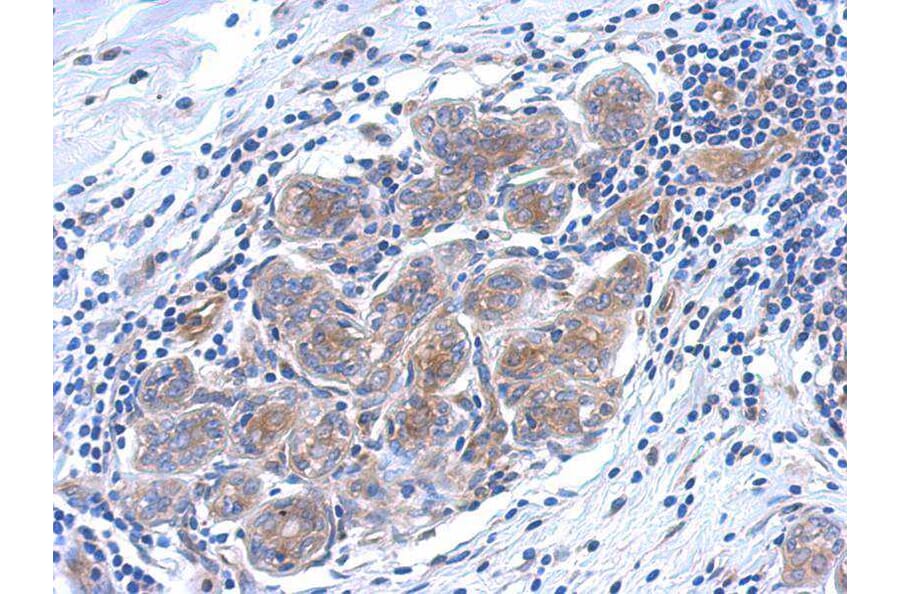 Immunohistochemistry - SERPINB6 antibody from Signalway Antibody (22756) - Antibodies.com