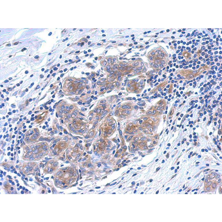Immunohistochemistry - SERPINB6 antibody from Signalway Antibody (22756) - Antibodies.com