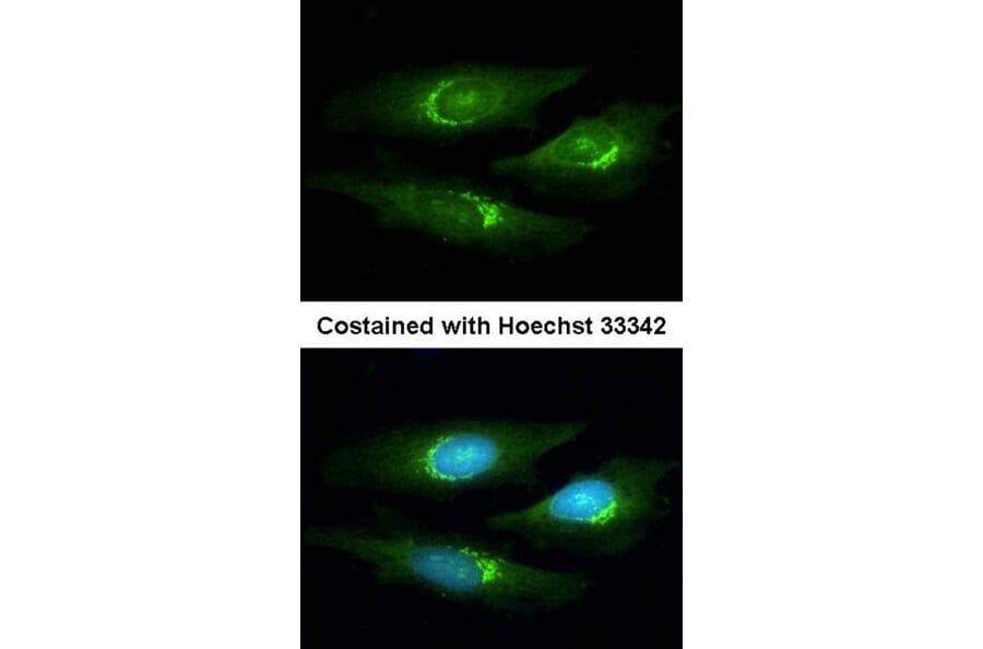 Immunofluorescence - SERPINB6 antibody from Signalway Antibody (22756) - Antibodies.com