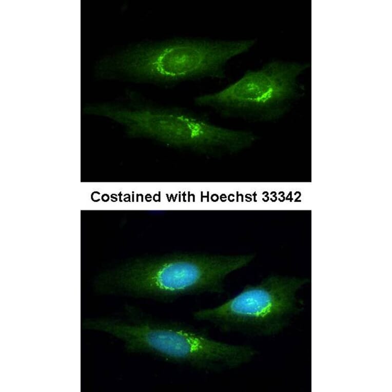 Immunofluorescence - SERPINB6 antibody from Signalway Antibody (22756) - Antibodies.com