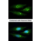 Immunofluorescence - SERPINB6 antibody from Signalway Antibody (22756) - Antibodies.com