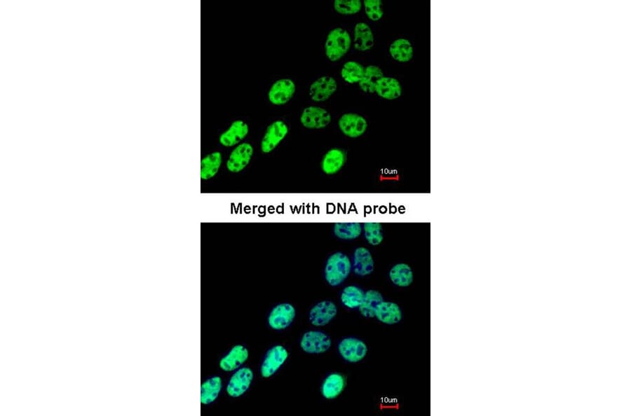 Immunofluorescence - hnRNP F antibody from Signalway Antibody (22842) - Antibodies.com